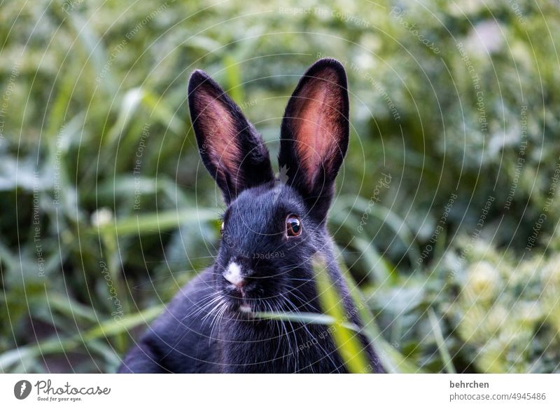 CANADA CANICKEL Freedom Banff National Park Canada canmore North America Colour photo rabbit Wild Animal Cute Grass Hare & Rabbit & Bunny