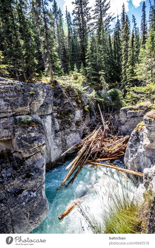 collection | washed up Riverbed Canyon Wall of rock Rock Forest North America Canada Vacation & Travel Wanderlust Fantastic Landscape Impressive Adventure