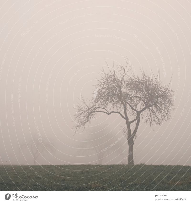 Veilful Nature Landscape Autumn Fog Tree Grass Field Sign Naked Wet Green Pink Misty atmosphere Branchage Allgäu Fruittree meadow Pasture 3 Colour photo