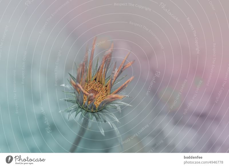 Flower of a Haplopappus species taken obliquely from above, shallow depth of field, soft turquoise to pink and blurred background Yellow supervision composite