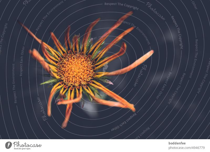 Flower of a Haplopappus species in top view, shallow depth of field, dark background Haplppappus Yellow supervision composite inflorescence Plant Compositae