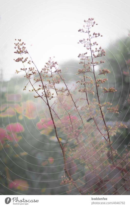 Inflorescences of purple bellflower in front of red hydrangea, shallow depth of field, gray evening sky Nature Garden Plant inflorescences shrub Matte colors