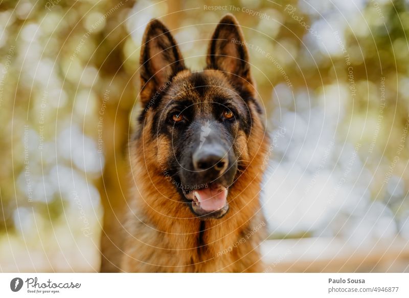 German shepherd portrait German Shepherd Dog Pet Colour photo Animal Animal portrait Watchfulness Shepherd dog Exterior shot Observe Pelt Nature 1 Attentive