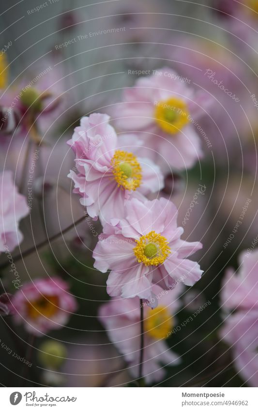 Pink flowers sea of blossoms shrub Plant Blossom Nature Flower Close-up Exterior shot Garden inflorescence pretty perennial Yellow Ornamental plant Fragrance