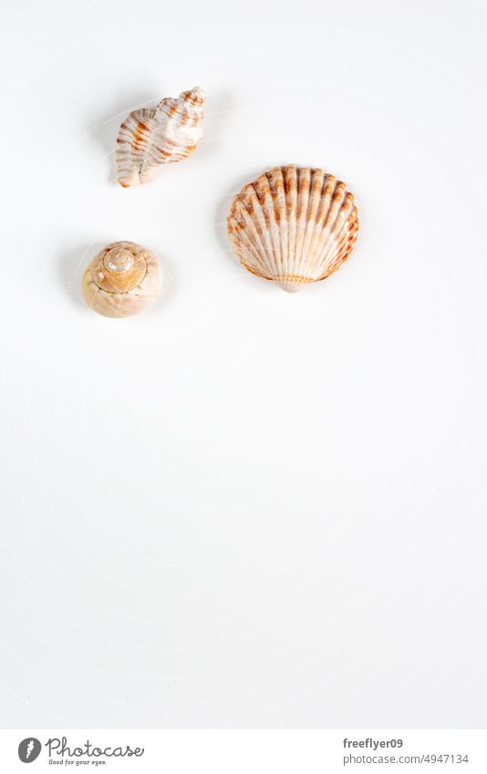 Collection of shea shells against white background collection three copy space sea vacation seashell marin natural texture tropical holiday frame beach ocean