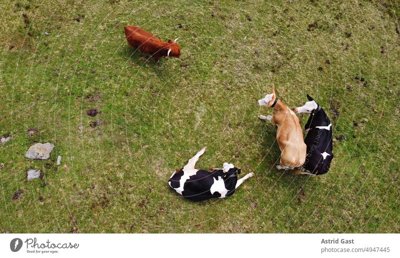 Aerial view with drone of dairy cows and Scottish Highland cattle on a meadow in Bavaria Aerial photograph drone photo Herd Agriculture Farm Meadow Field