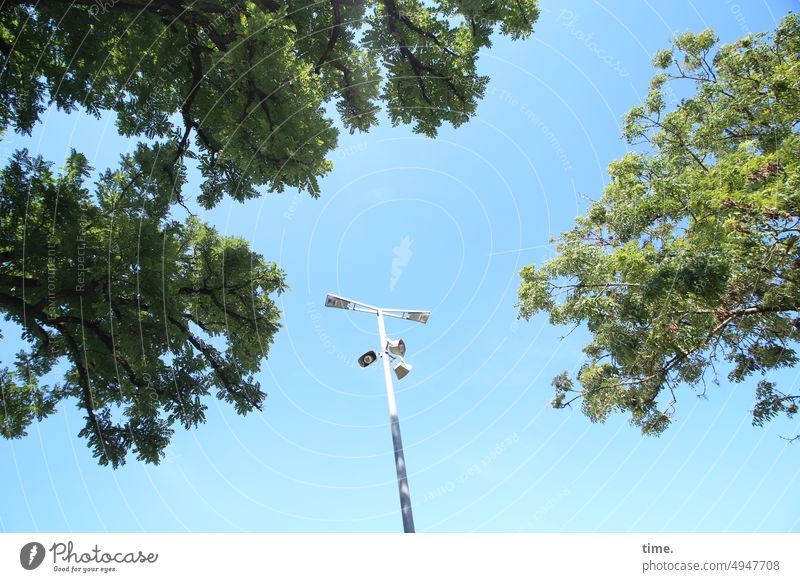 Tree of lights with sound bodies between curious observers street lamp Treetop twigs branches Summer Street lighting Worm's-eye view Nature Sky clear Affection