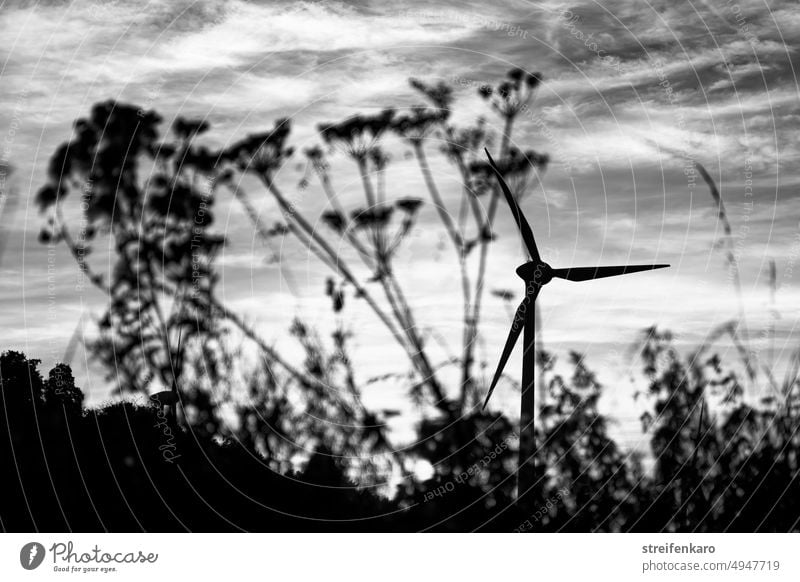 Natural energies plants undergrowth Pinwheel Wind energy plant Clouds evening sky Restless sky Energy industry Sky Renewable energy Environmental protection