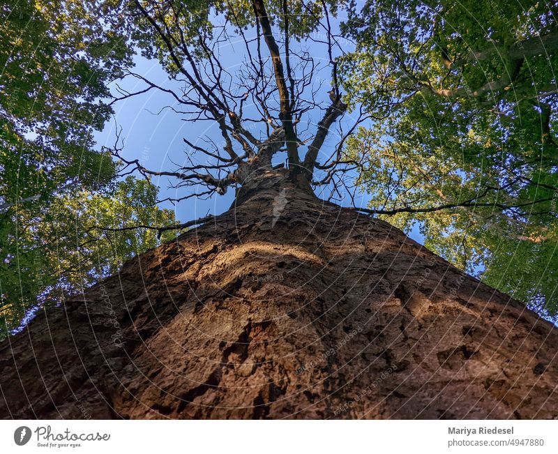 A big dead tree surrounded by healthy tree tops Tree Tree trunk Tree bark Brown Treetop Forest Forest atmosphere strength Sky Sky blue Green Nature Deserted