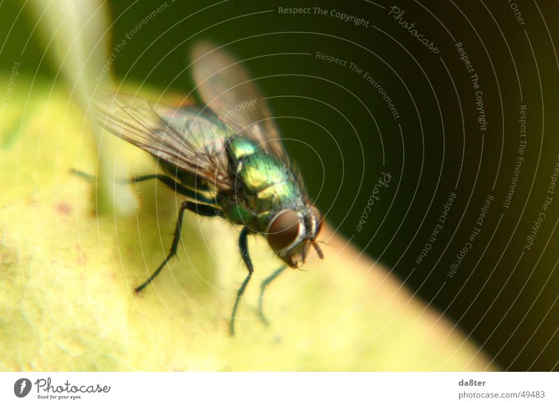 Fly in the wild Green Glittering Insect Macro (Extreme close-up) Wing Legs