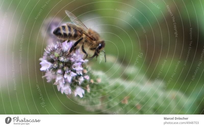 Bee on a peppermint flower, canon eos m50 15 - 45mm Bees, bee, nature, bee, plants, m50, garden, Nature Peppermint Blossom Canon EOS M50 Insect macro shot