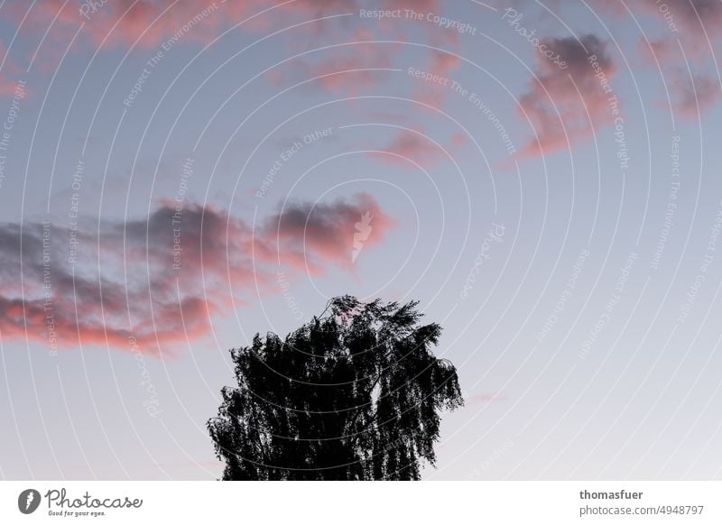 Tree in front of evening sky Evening Sunset Sky Clouds Twilight Landscape Colour photo Light Contrast Dusk Violet contemplation tranquillity Vacation & Travel