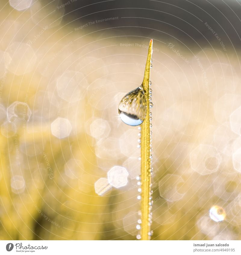 drop on the green plant leaf in rainy season, green background grass leaves green color raindrop water wet shiny bright sunlight garden floral nature natural