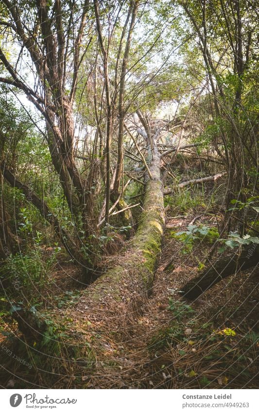 Fallen dead tree overgrown with ivy and moss lying in the forest. Forest trees Tree Nature Green Ivy Moss Log Forestry Climate change Forest death Tree trunk