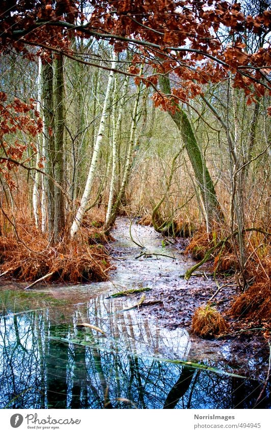 AutumnSwamp Nature Landscape Plant Water Tree Grass Bushes Forest Bog Marsh Brook Esthetic Natural Wild Blue Brown Multicoloured Green Red Dream Loneliness