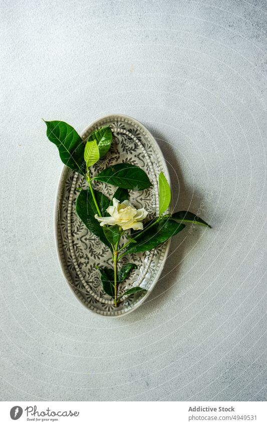 Delicate fresh rose arranged on oval metal plate flower Gardenia jasminoides petal leaf stem vintage camellia plant delicate flora botany foliage decor aromatic