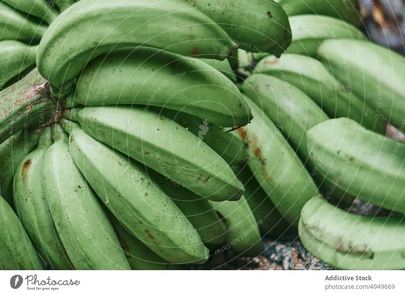 Unripe bananas ripening on farm bunch unripe fruit agriculture local background costa rica green yellow organic vitamin natural agronomy harvest vegan season