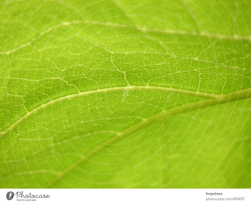 Lifelines? Leaf Plant Green Nature