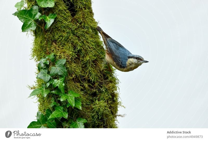 Eurasian nuthatch on mossy tree eurasian nuthatch bird trunk nature fauna specie summer hang avian biology ornithology animal wild creature ecosystem habitat