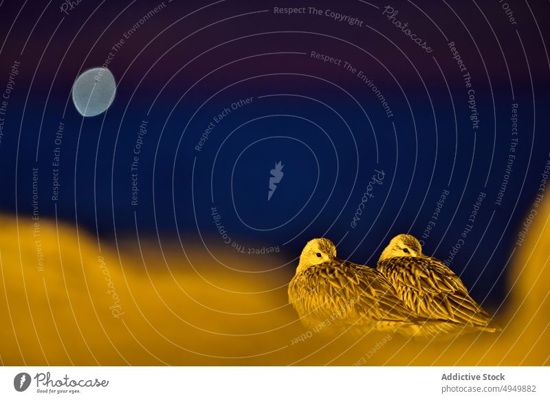 Waders preening at night on shore wader bird pair together wild nature dark feather shorebird clean sky moon animal creature avian ornithology zoology climate