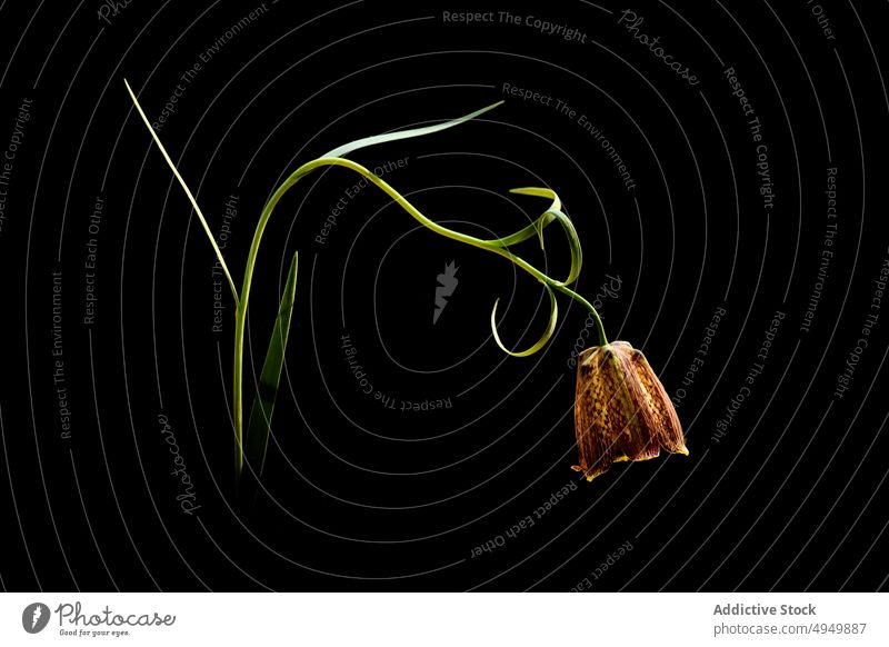 Fritillaria flower against black background bend plant fritillaria delicate stem leaf fragile natural bloom growth fresh minimal blossom simple flora detail