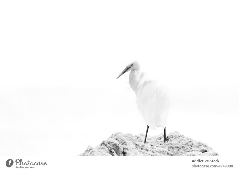 Great egret on stone in nature great egret bird wild common avian wildlife specie rough ornithology fauna stand countryside animal creature zoology formation