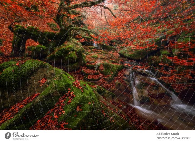 Small waterfall on autumn day in forest cascade pond beech tree rock moss shore argovejo spain leaf stream bright stone nature landscape foliage scenery flow