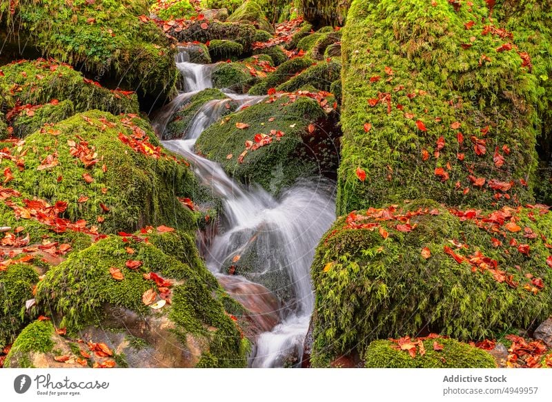 Clean water flowing on mossy stones brook clean autumn leaf cover fast argovejo spain lichen creek rock scenic season wet boulder cascade formation waterfall