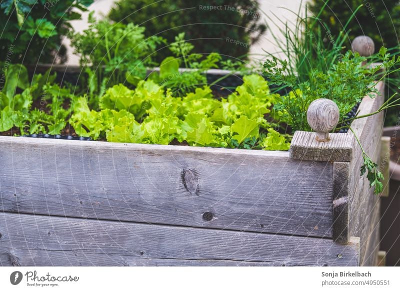 Raised bed lettuce - healthy food Lettuce raised Garden extension Green Vegetable Plant Food Nature Organic produce Agricultural crop Growth Nutrition herbs