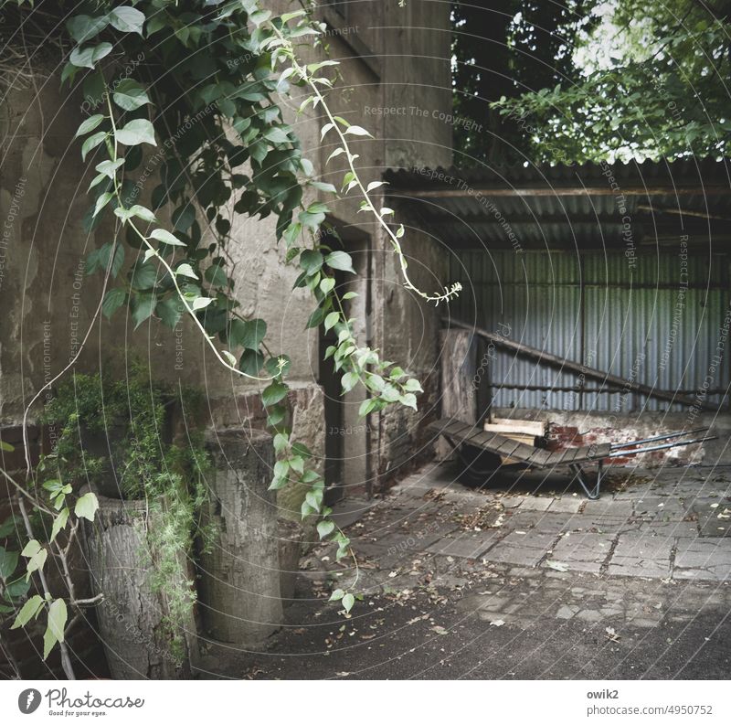 estate Courtyard Wall (building) Shadow Old building Wall (barrier) Window House (Residential Structure) Plant Ivy Tendril Growth Conquer Nature Facade