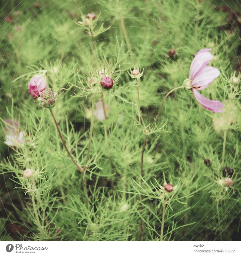 green stuff Cosmea Cosmea flower Cosmos Blossoming Bushes Passion Wild plant Summer Idyll Ease Beautiful weather Colour photo Sunlight Nature Environment Detail