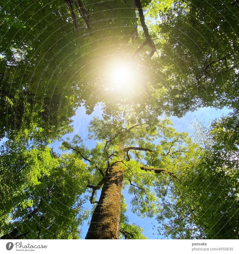 care | sunbathing in the forest trees Sun Sunbathing Forest Nature Sunlight Landscape Tree Light Back-light Sunbeam Relaxation Worm's-eye view light bath