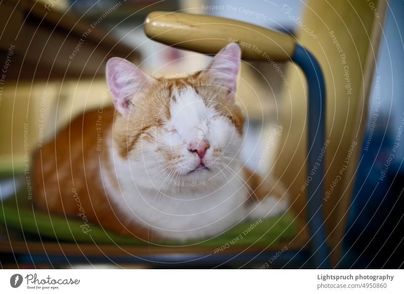 Blind cat relaxing on the chair. domestic blind home interior disability blind pet blindness physical impairment physical injury indoor animal cute feline fur