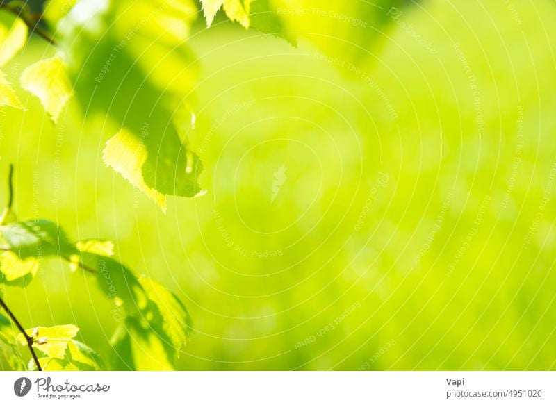 Green leaves on soft grass background leaf green nature spring blurred field morning environment foliage summer natural growth lush bright color forest plant