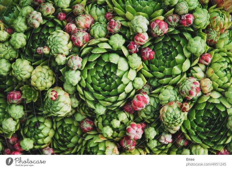 Sempervivum montanum - Mountain Houseleek succulent plants texture houseleeks background botanical crassulaceae floral background garden green ground cover