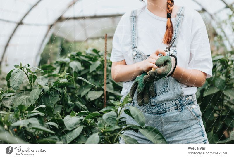 Close up image woman hands getting ready gloves to work in greenhouse while using gloves to grow vegetables. Sustainability and healthy food concept. Organic Eco. Organic raw products grown on a local farm