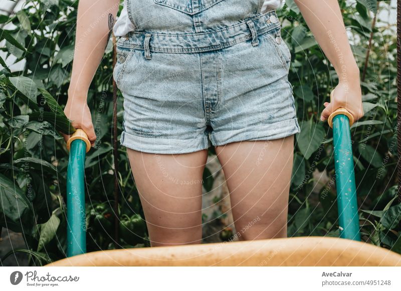 young woman harvesting vegetables using a wheelbarrow from the greenhouse while using gloves, hard work. Sustainability and healthy food concept. Organic raw products grown on a home farm. rural world