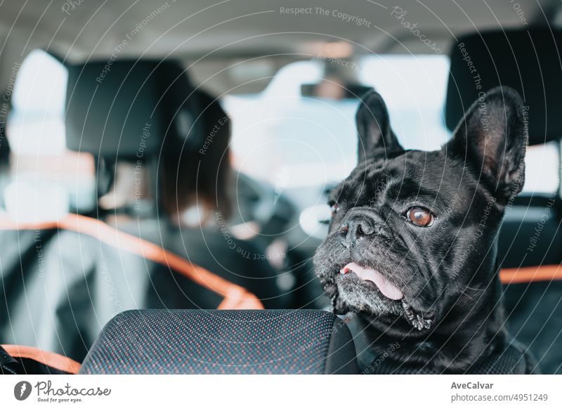 Funny French Bulldog dog waiting on the car ready for a walk, portrait image. Pet concept. Taking care of the man best friend. Woman taking his dog to a walk during a sunny day. Funny dog breed