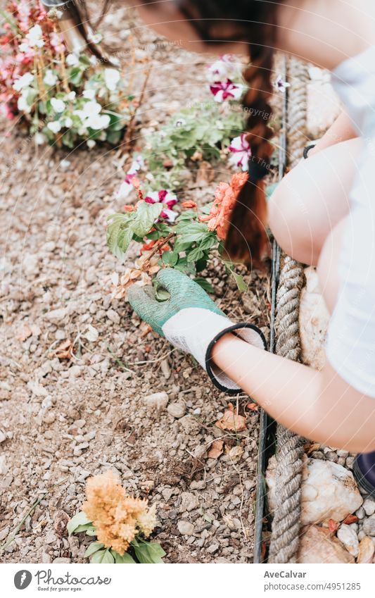 Gardener planting flowers in the garden, close up photo. Young woman learning new gardening skills. Summer gardening. copy space. bed home garden. seedling flowers into the black soil