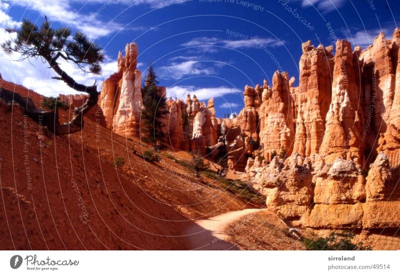 Bryce Canyon Paunsaugunt Plateau Sandstone Erosion Clouds Headstrong Tree North America Utah National Park Dry Sculpture Wilderness Exterior shot Analog Slide