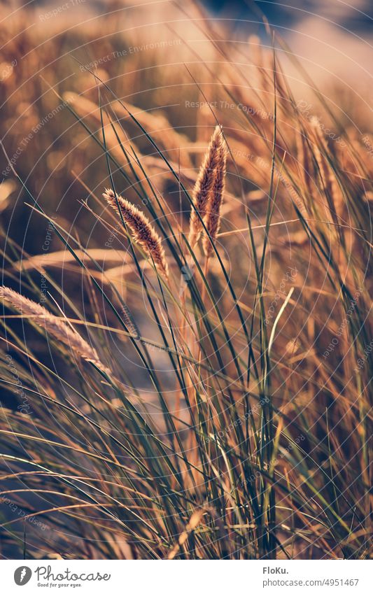 Beach grass in the evening sun marram grass coast Ocean Maritime North Sea coast Denmark Plant Beach dune Sand Landscape Vacation & Travel Nature duene