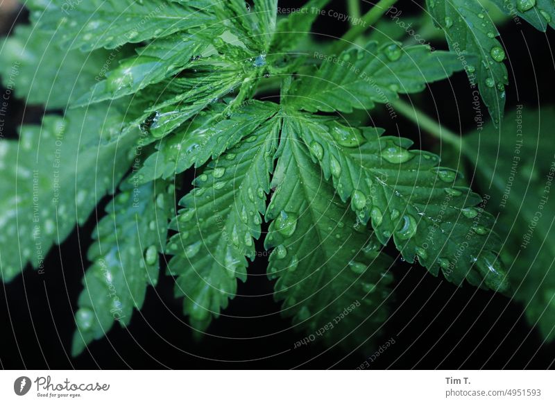 Hemp leaves with drops canabis Plant Drop Colour photo Cannabis Intoxicant Leaf Deserted Nature Green Alternative medicine Agricultural crop Cannabis leaf