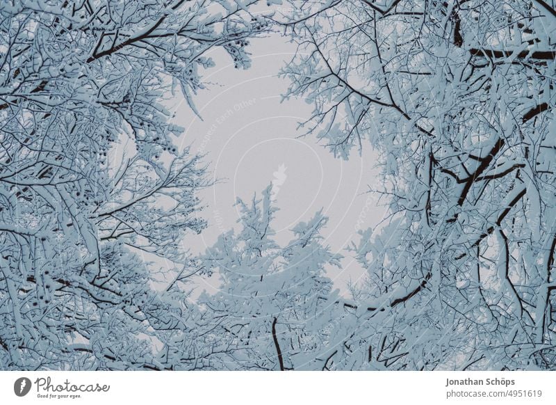 Frog perspective tree tops with view to sky in winter forest Treetop Worm's-eye view twigs Winter forest chill Seasons trees Snowscape Environment Deserted