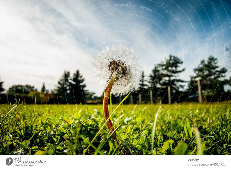 Pustekuchen II Environment Nature Plant Earth Sky Clouds Tree Flower Grass Garden Meadow Forest Deserted Simple Fresh Blue Brown Green White Transience