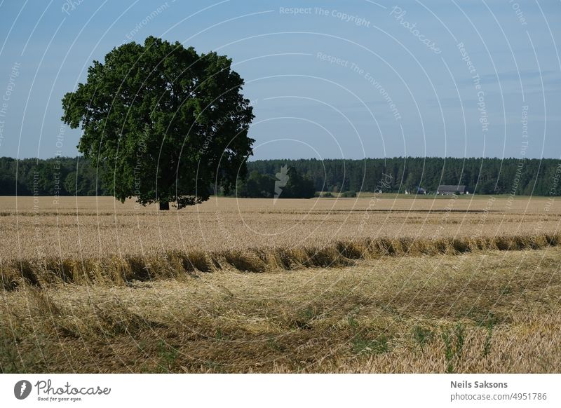 A wheat field and a lonely oak tree in Latvia agriculture background beautiful blue country countryside environment farm farming field wheat foliage forest