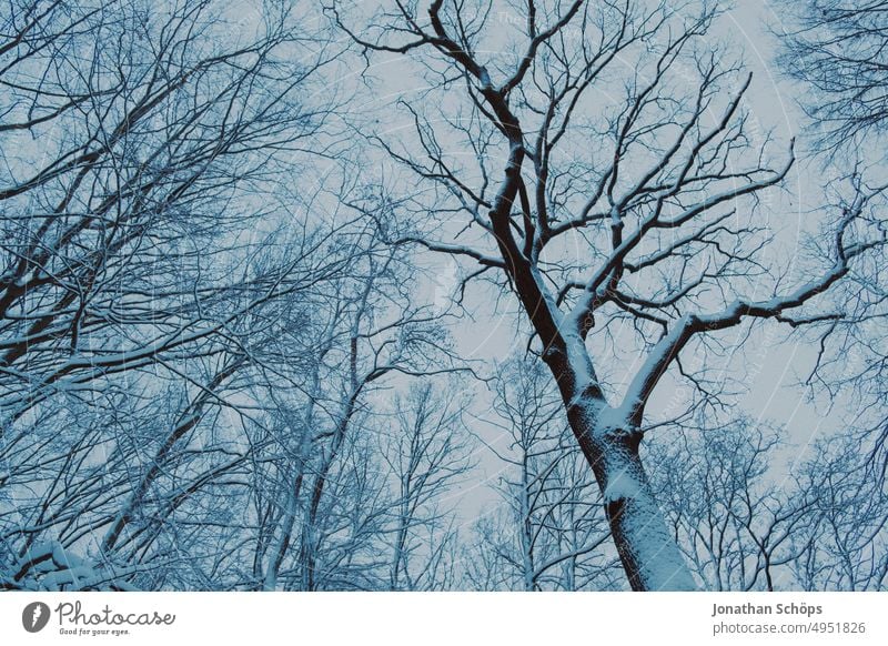 Winter forest landscape with snow trees Tree trunk Winter walk chill Seasons Snowscape Environment Deserted winter Nature Landscape Exterior shot Winter mood