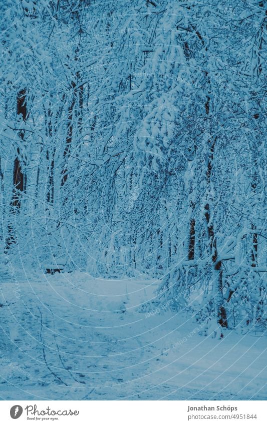 Winter forest landscape with snow trees Winter walk chill Seasons Snowscape Environment Deserted winter Nature Landscape Exterior shot Winter mood White Cold