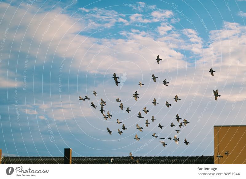 second round Pigeon Town Flying roofs Prefab construction birds Bird Nature urban cloudy Clouds pigeons flight Flock Flock of birds warm Summer Summertime Sky