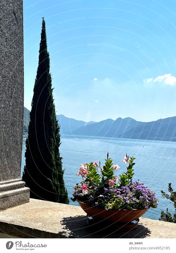 Villa Monastero Lake Como outlook Cypress Landscape Colour photo Exterior shot Mountain Vacation & Travel Tourism Sky Lakeside Relaxation Reflection Deserted