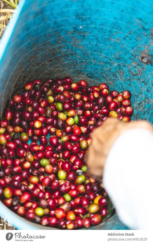 Farmer with coffee berries in bucket harvest farmer fruit berry plantation agriculture worker hand glove pick collect ripe nature organic fresh growth flora